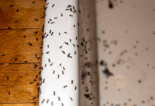 Best Pest Control for Restaurants  in Burr Ridge, IL