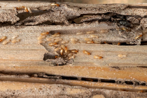 Best Flea Control Services  in Burr Ridge, IL